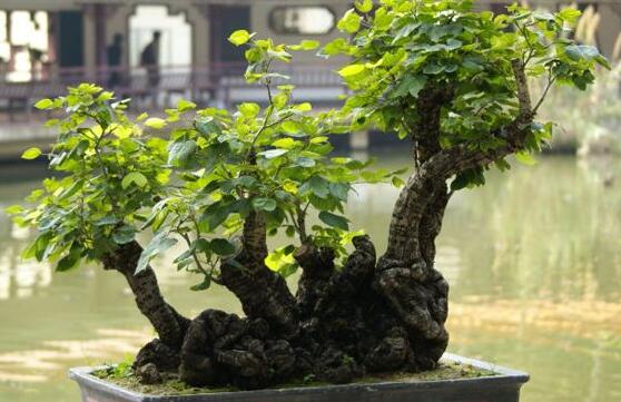 榕樹圖片，榕樹開花圖片
