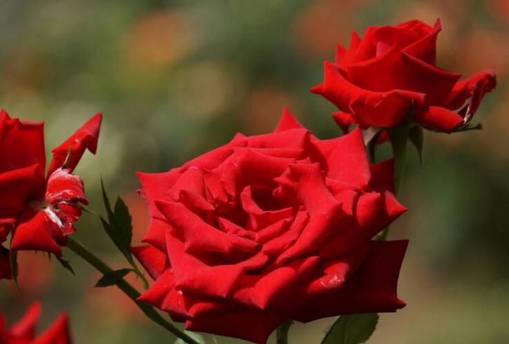 月季什么時(shí)候開花，開花時(shí)要注意四個(gè)要點(diǎn)