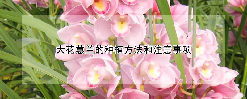 大花蕙蘭的種植方法和注意事項(xiàng)