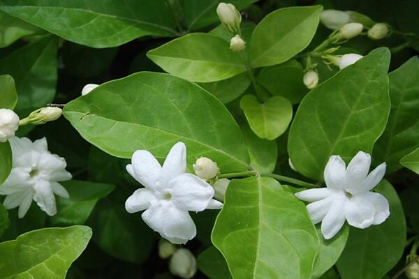 茉莉花夏天怎么養(yǎng)，控制施肥澆水得當(dāng)才能養(yǎng)得好