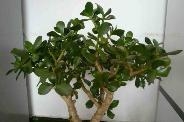 玉樹葉子發(fā)黃的處理方法，四種原因以及處理方法