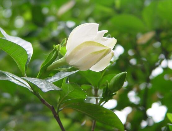 梔子花怎么養(yǎng)，梔子花養(yǎng)殖方法