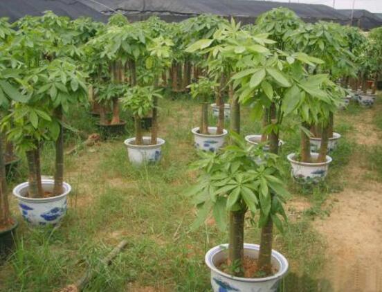 發(fā)財樹開花圖片，寓意招財進寶、財源滾滾