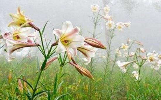 百合花花期多久，百合花開花后怎么處理/施肥澆水養(yǎng)護(hù)