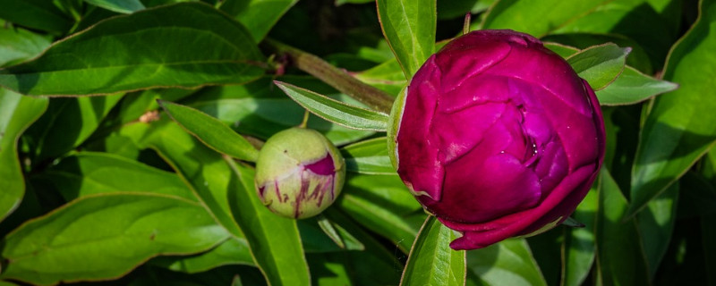 牡丹花夏天干枯還能發(fā)芽嗎
