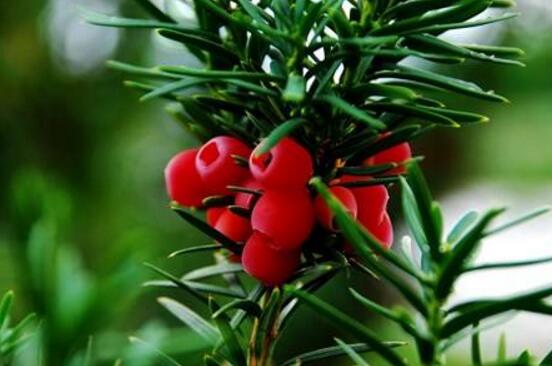 紅豆杉怎么換盆，三個(gè)簡(jiǎn)單方法教你輕松學(xué)會(huì)