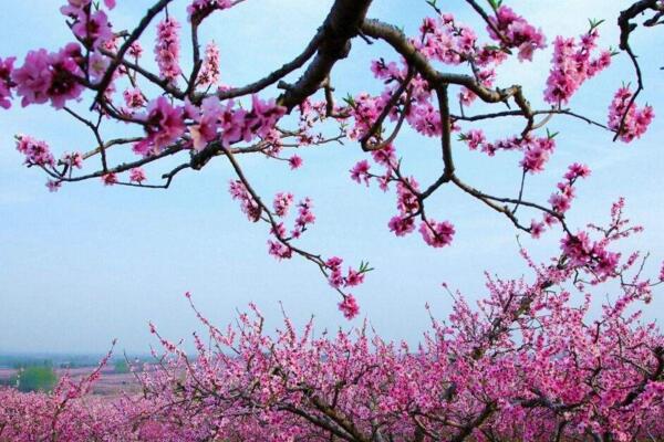 如何延長桃花花期，加強光照并保證養(yǎng)分
