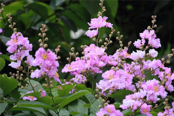 大花紫薇樹圖片_價(jià)格表_養(yǎng)護(hù)方法
