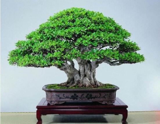 榕樹盆景為什么掉葉，四種原因以及解決辦法