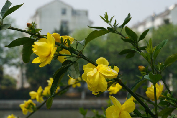 扦插的迎春花多長時間能開花
