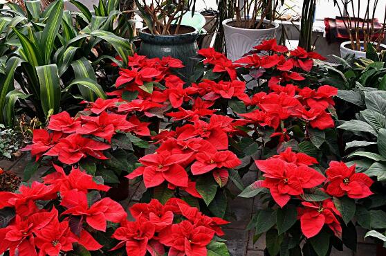 一品紅花期多長時(shí)間，一品紅花期長達(dá)100天(12月-次年2月)