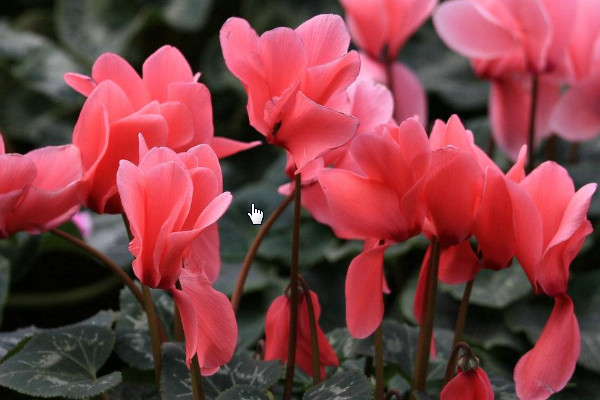 仙客來(lái)花突然全倒下了