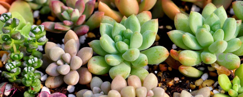 南方多肉植物怎么養(yǎng)