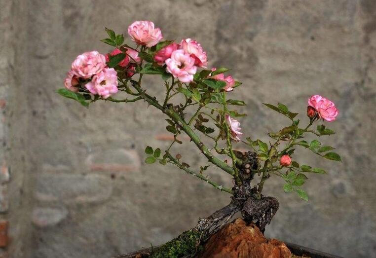 月季花的栽培杵插應(yīng)該在幾月份，簡(jiǎn)單快捷的杵插方法