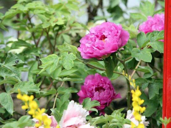 牡丹花什么時候開，牡丹花在每年5月開花(一年開一次)