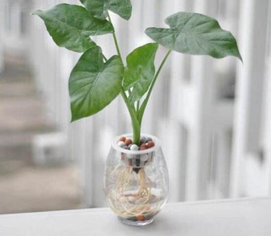 怎樣養(yǎng)植滴水觀音，滴水觀音的養(yǎng)殖方法