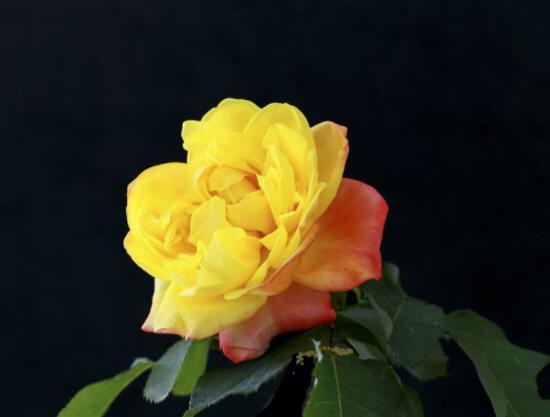 月季花種子怎么種，教你四種方法存活率百分百