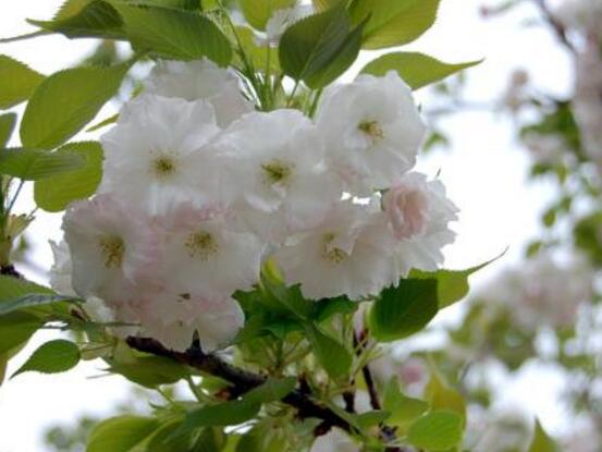 海棠花葉子發(fā)黃怎么辦，海棠花葉子發(fā)黃解決辦法