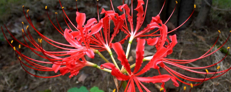 彼岸花不同顏色的花語(yǔ)