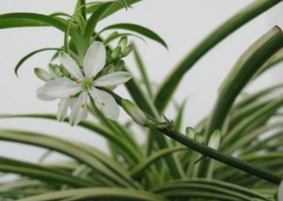 吊蘭會開花嗎，吊蘭開花的寓意是什么