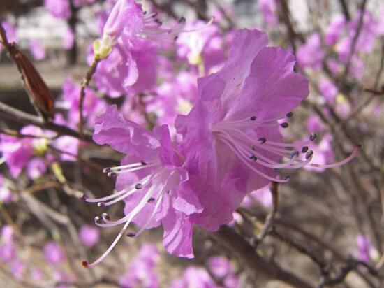 杜鵑花有哪些常見(jiàn)品種，杜鵑花品種圖片大全