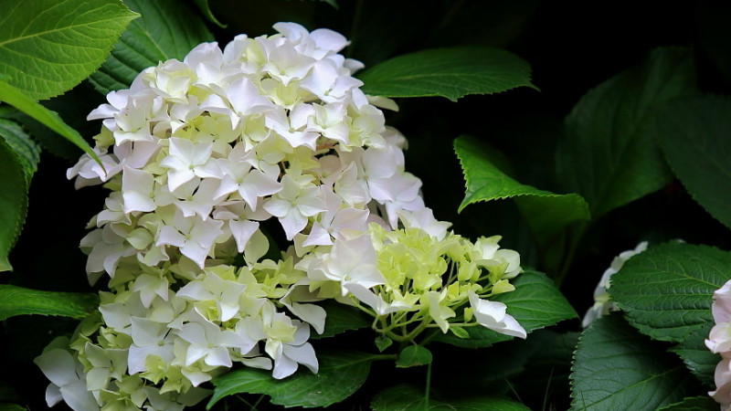 繡球花為什么不開(kāi)花