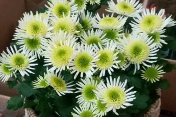 女王菊怎么養(yǎng)，有什么需要注意的