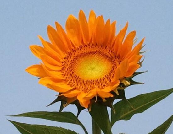 向日葵什么時候開花，向日葵一年開幾次花/每年一次