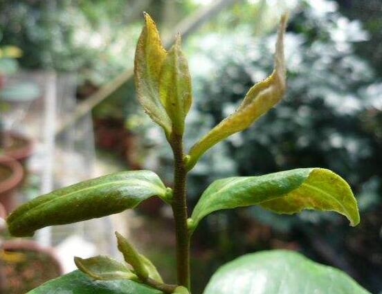 山茶花的病蟲害防治，盤點四種病蟲害防治方法