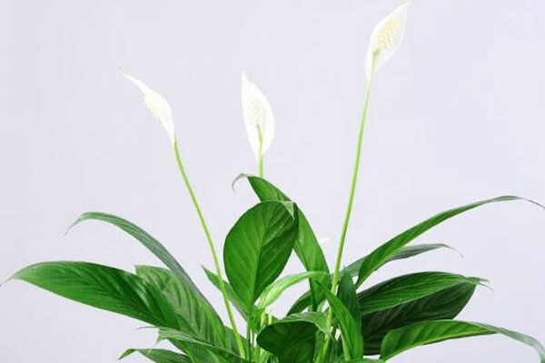 一帆風(fēng)順受凍了怎么補(bǔ)救