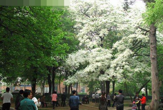 六月雪什么時候開花，六月雪在5-7月開花