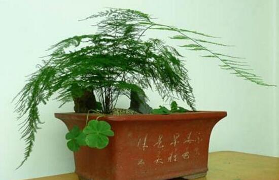 文竹怎么施肥，文竹施什么肥料好/氮肥為主