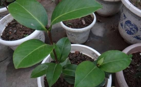 茶花爛根怎么辦，茶花爛根的處理方法