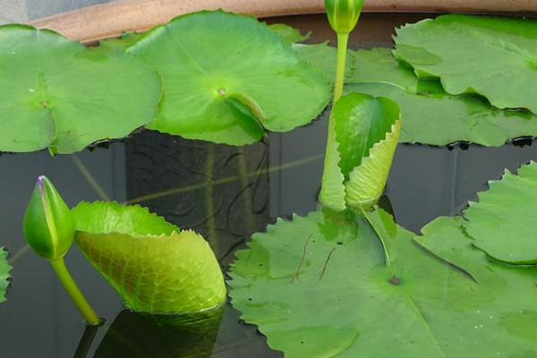 缸里荷花怎么過(guò)冬