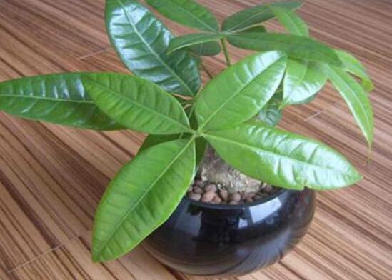 養(yǎng)發(fā)財(cái)樹(shù)有什么好處，發(fā)財(cái)樹(shù)的功效與作用