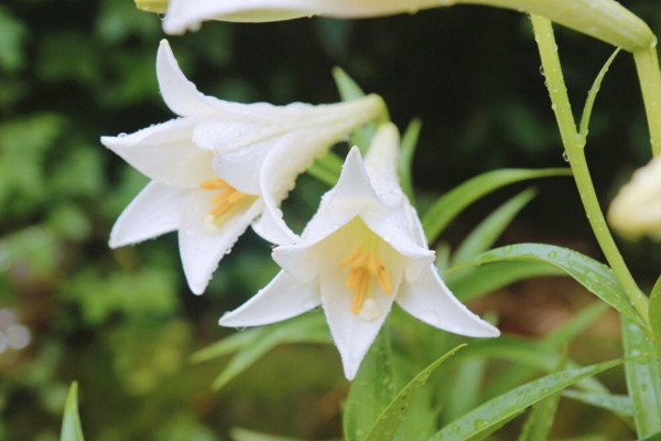 百合花花語(yǔ)