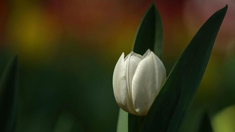 白色郁金香花語(yǔ)