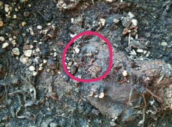 仙客來不長葉子怎么辦，仙客來葉子不茂盛處理方法