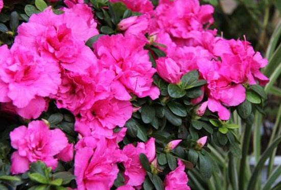 家里為什么不能海棠花，家里養(yǎng)海棠花不吉利
