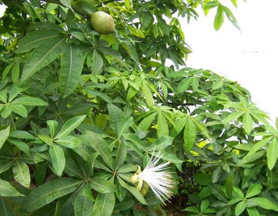 發(fā)財(cái)樹會(huì)開花嗎，發(fā)財(cái)樹開花什么寓意/發(fā)大財(cái)