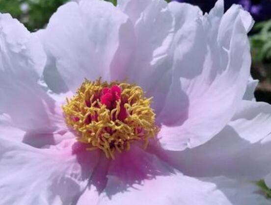 牡丹花怎么養(yǎng)，牡丹花養(yǎng)殖方法