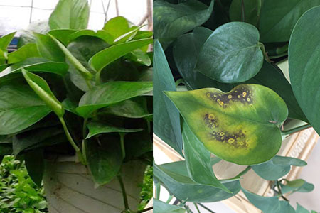 得了綠蘿細(xì)菌性葉斑病不驚慌，了解癥狀對(duì)癥下藥使方法