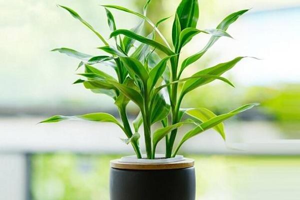 春天怎么養(yǎng)富貴竹，春天養(yǎng)護(hù)富貴竹的四個(gè)技巧