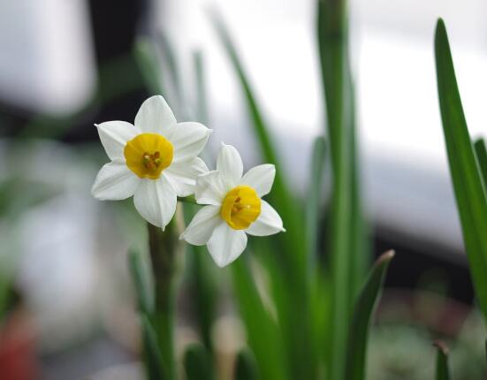 水仙花的風(fēng)水作用，催財(cái)生旺、美化環(huán)境