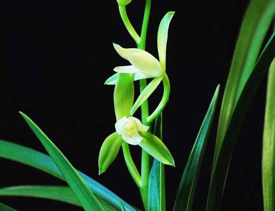 蘭花為什么不開(kāi)花，教你六大解決辦法便盆盆爆開(kāi)花