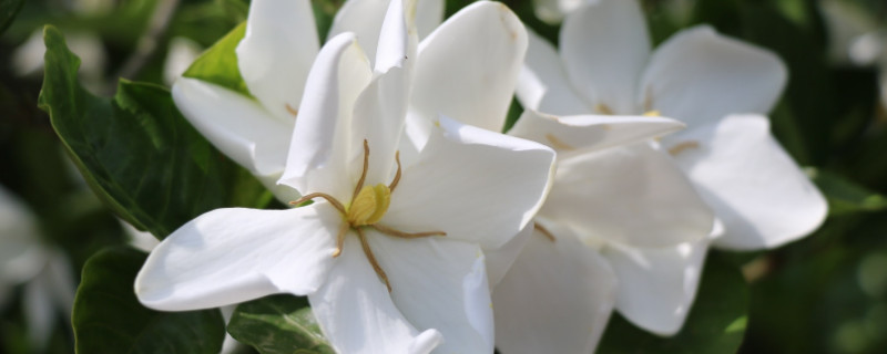 梔子花為什么葉子發(fā)黃