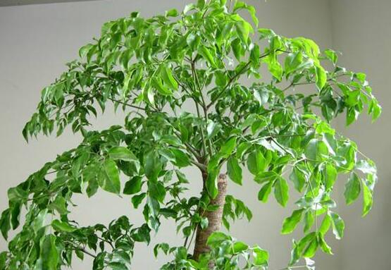幸福樹最佳剪枝時(shí)間，七月與十二月是修剪好時(shí)機(jī)