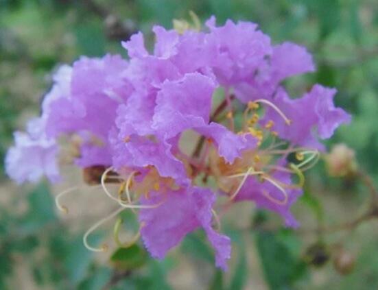 紫色薔薇花圖片,紫色薔薇花代表禁錮的愛情