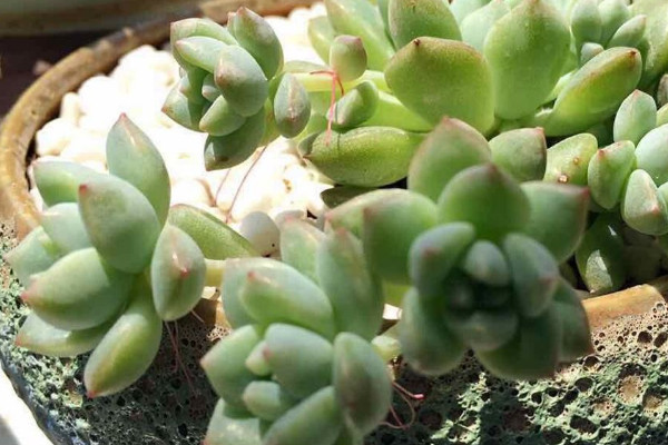南方多肉植物怎么養(yǎng)