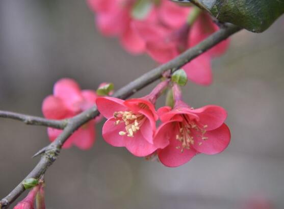 海棠花怎么施肥，海棠花施復(fù)合肥最好